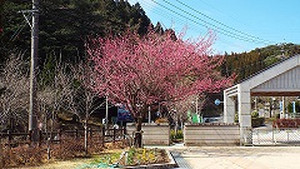 Photo_2