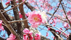 Photo_3